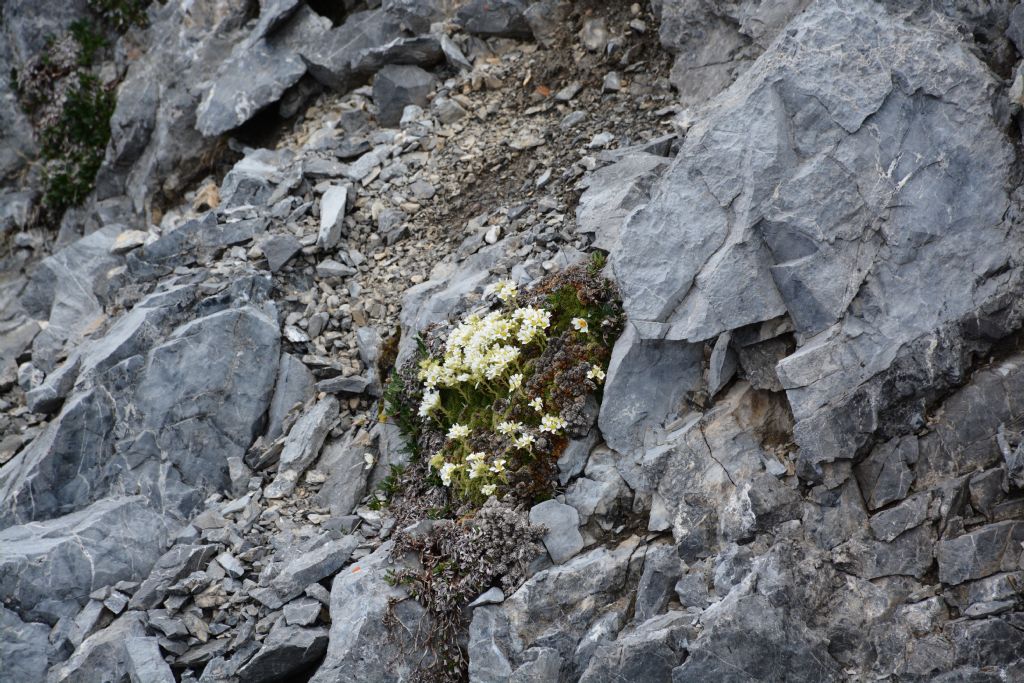 Saxifraga vandellii / Sassifraga di Vandelli